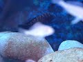 Tropheus moorii Mpulungu - ?????? ??????? ????????