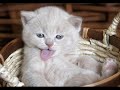 animales tiernos