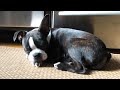 Rupert the Boston Terrier 3