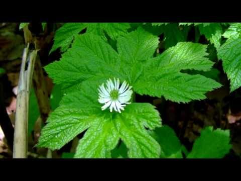 how to grow goldenseal