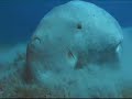 Dugongs of Abu Dhabi UAE ???? ????? ?? ????? ??????