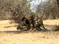 lion mating-lions park,joberg,SA