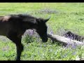 Documentário sobre a Reserva Natural do Estuário do Sado
