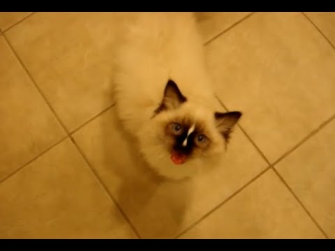 Does Your Ragdoll Cat Meow A Lot? 0 Does Your Ragdoll Cat Meow A Lot?