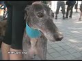 El Refugio inicia una gira canina por las playas españolas