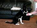 tucker paw 2
