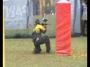 dungun open compilation