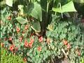 videos de Tropisch Vordenstein  2 -  Tropaeolum 'Empress of Prussia'