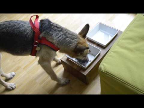 Hundefutter im Test: Bio-Nassfutter von 