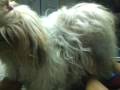 videos de ( shih tzu puppy)chamel's 1st stud with sassy 01/6/09 (part 1- 3 )