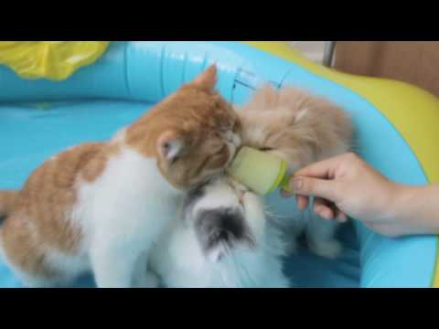 Pets enjoy Honeydew Popsicle