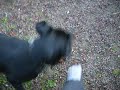Rottweiler Shakira playing