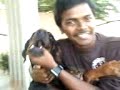 funny doberman in india