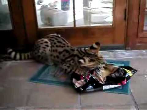 My serval Makulu