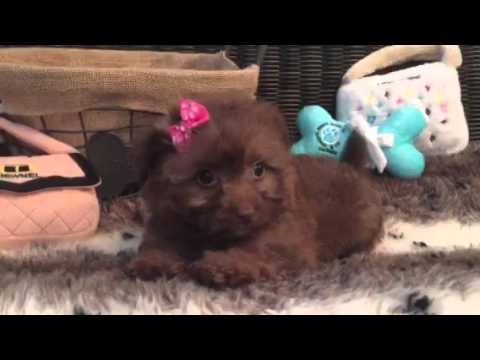 Such a cutie! Pomapoo Puppy!