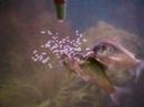 Corydora Aeneus spawning 8
