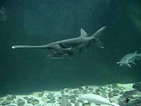 paddlefish at the shedd