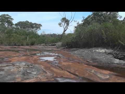 porphyriacus - I was going to walk the 10 Fire trail to the O'Hares Creek crossing at Darkes Forest, but spied a side track that narrowed and seemed to head for swampy grou...