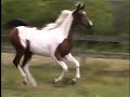 Krystal Odyssey Pinto Half Arabian filly