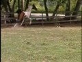 Krystal Odyssey Pinto Half Arabian filly