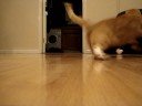 Cat Going Mental