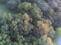 sdm-piper-cub-flight-over-the-forest.html