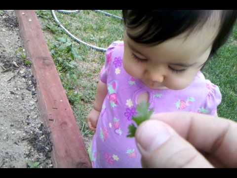 how to harvest cilantro
