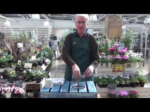 how to care for air plants