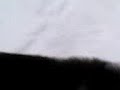 cainele-nebun