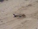 Road Nesting