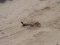videos de Road Nesting