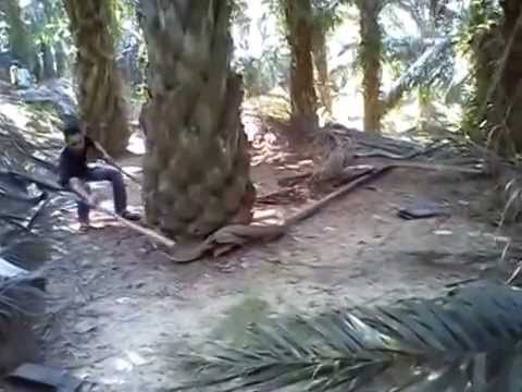 king cobra