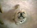 cani parlanti