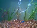 Blue dempsey - escalares - monjitas y labeo