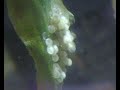 Eclosi�n huevos \"Corydoras aeneus\"