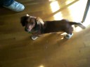 Thumper boot walking