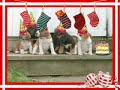 playful puggles !