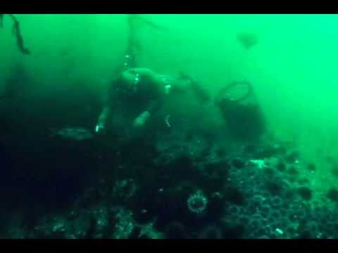 how to harvest sea urchin