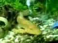Ein Krokodil frisst keinen Wels im Aquarium ☆(Filmkunst)☆