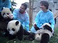 Panda Playtime Panda Playtime