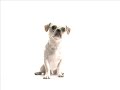 Funny Dog With Glasses Ad