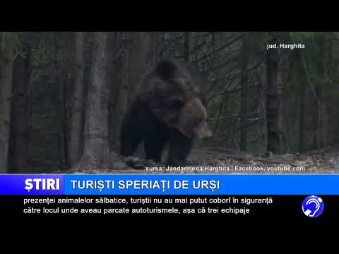 Turiști speriați de urși