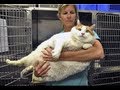 WORLD'S FATTEST CAT!