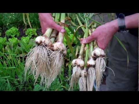 how to harvest garlic uk