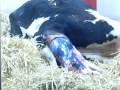 Cow Giving Birth - GRAPHIC