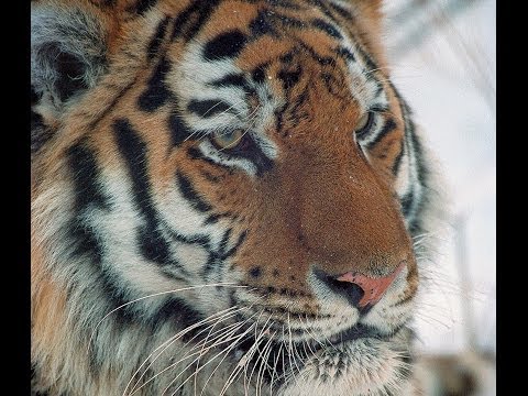 SIBERIAN TIGER
