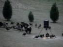 Wild Turkeys Everywhere