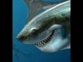 Shark Bait - Time Lapse Art