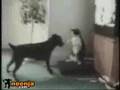 Cat fights like rocky