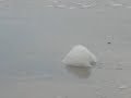 Foam Creature